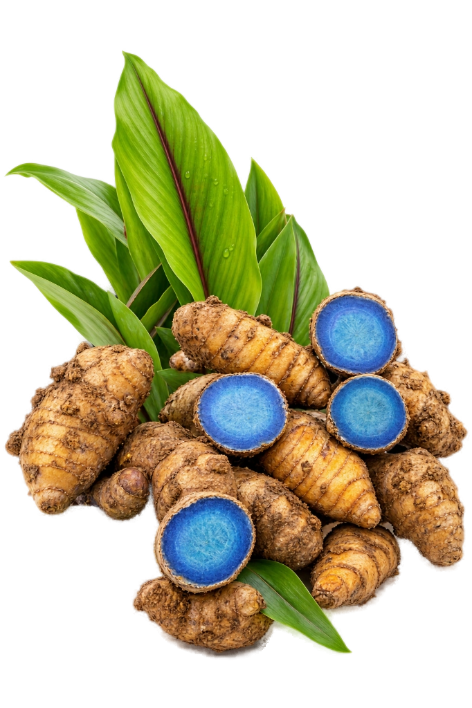 Pure raw black turmeric rhizomes Curcuma caesia with vibrant blue core