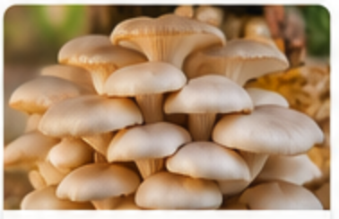 Fresh cultivated organic mushrooms