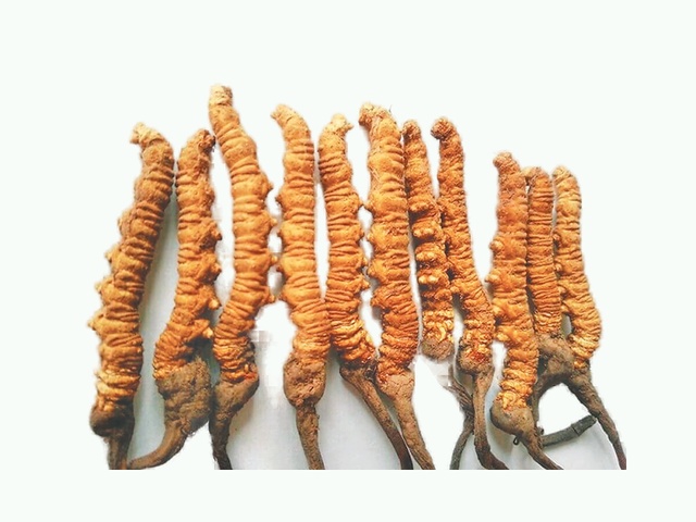 Himalayan Yarsagumba